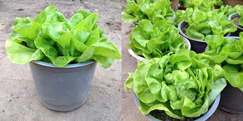 Vườn hồng đẹp như tranh của cô giáo Hà Giang - 14