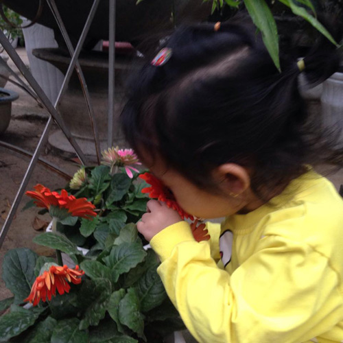 Vườn hồng đẹp như tranh của cô giáo Hà Giang - 11