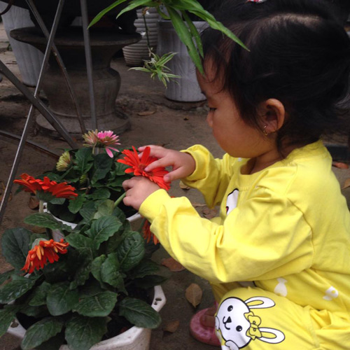 Vườn hồng đẹp như tranh của cô giáo Hà Giang - 10