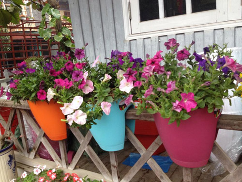 Vườn hồng đẹp như tranh của cô giáo Hà Giang - 5