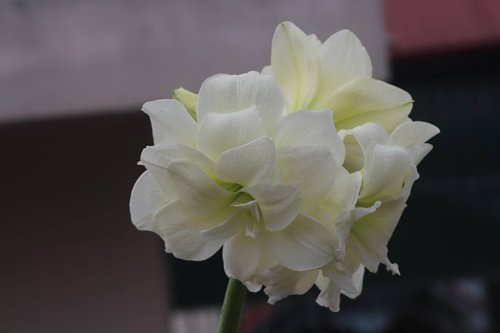 Trồng hoa lan huệ thơm ngát mê ly - 3