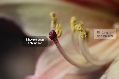 Trồng hoa lan huệ thơm ngát mê ly - 4