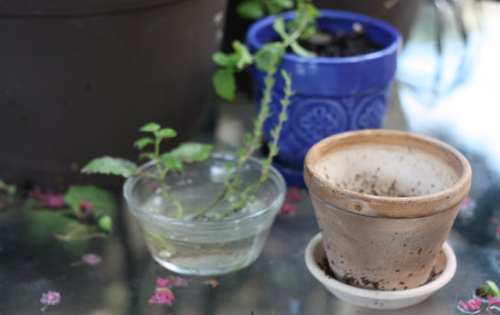 Tía tô đất mẹ trồng cho bé ăn khỏe, ngủ ngon - 12