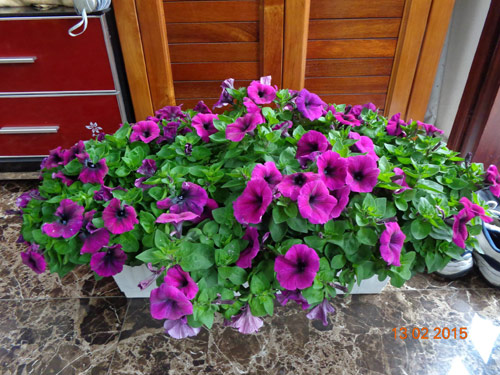 Tình yêu #039;ăn hoa, ngủ cũng hoa#039; của cô giáo Quảng Ninh - 12