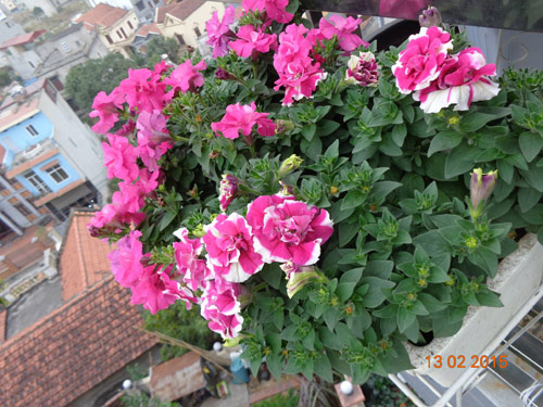 Tình yêu #039;ăn hoa, ngủ cũng hoa#039; của cô giáo Quảng Ninh - 10