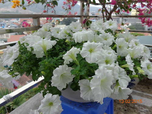 Tình yêu #039;ăn hoa, ngủ cũng hoa#039; của cô giáo Quảng Ninh - 6