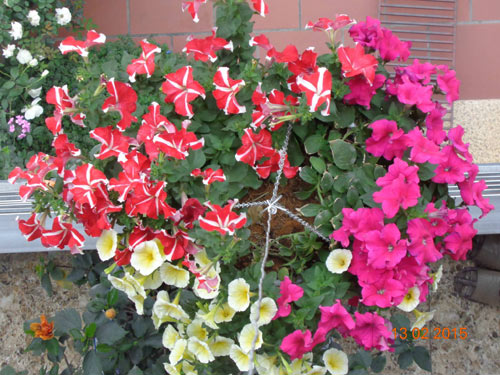 Tình yêu #039;ăn hoa, ngủ cũng hoa#039; của cô giáo Quảng Ninh - 7