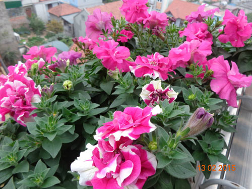 Tình yêu #039;ăn hoa, ngủ cũng hoa#039; của cô giáo Quảng Ninh - 11