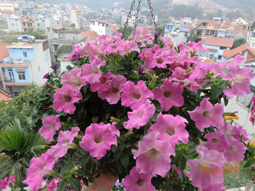 Tình yêu #039;ăn hoa, ngủ cũng hoa#039; của cô giáo Quảng Ninh - 9