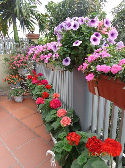 Tình yêu #039;ăn hoa, ngủ cũng hoa#039; của cô giáo Quảng Ninh - 3