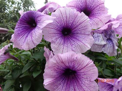 Tình yêu #039;ăn hoa, ngủ cũng hoa#039; của cô giáo Quảng Ninh - 5