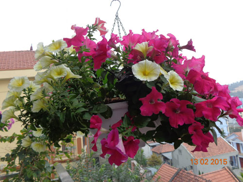 Tình yêu #039;ăn hoa, ngủ cũng hoa#039; của cô giáo Quảng Ninh - 8