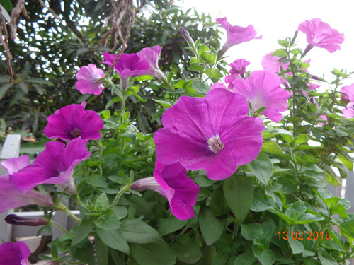 Tình yêu #039;ăn hoa, ngủ cũng hoa#039; của cô giáo Quảng Ninh - 4