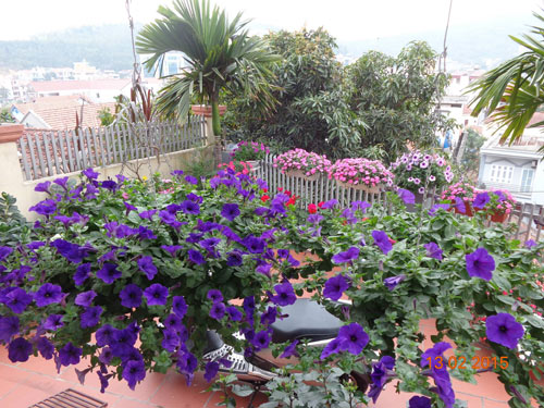 Tình yêu #039;ăn hoa, ngủ cũng hoa#039; của cô giáo Quảng Ninh - 13