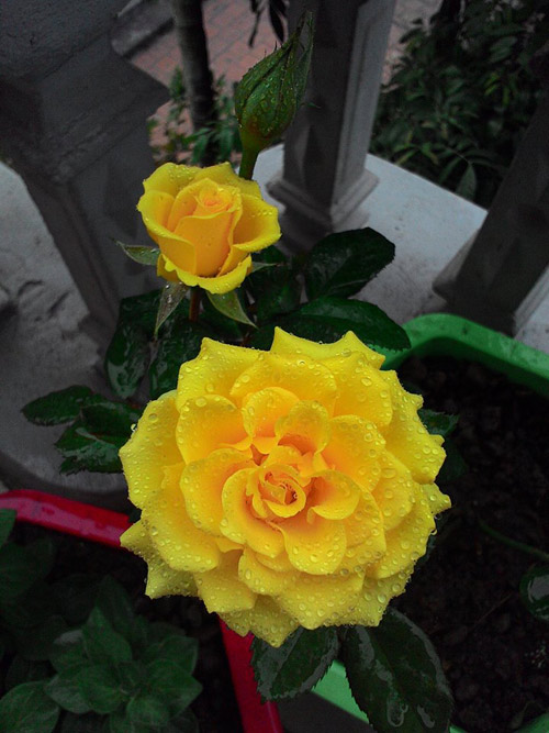 Vườn hoa ban công cô gái nhỏ trồng tặng mẹ đã khuất - 12