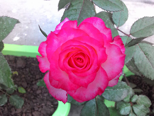 Vườn hoa ban công cô gái nhỏ trồng tặng mẹ đã khuất - 11