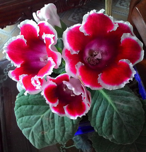 Vườn hoa ban công cô gái nhỏ trồng tặng mẹ đã khuất - 16