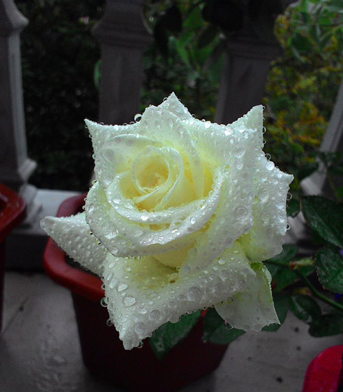 Vườn hoa ban công cô gái nhỏ trồng tặng mẹ đã khuất - 13