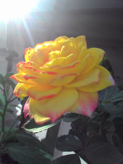 Vườn hoa ban công cô gái nhỏ trồng tặng mẹ đã khuất - 8