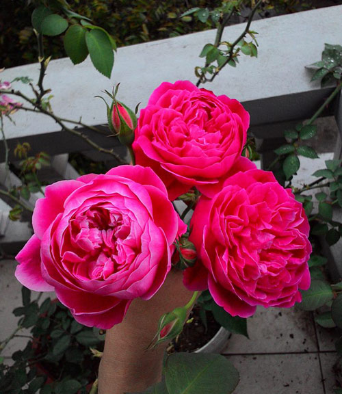 Vườn hoa ban công cô gái nhỏ trồng tặng mẹ đã khuất - 3