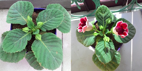 Vườn hoa ban công cô gái nhỏ trồng tặng mẹ đã khuất - 15