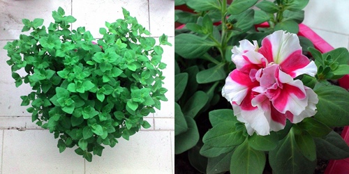 Vườn hoa ban công cô gái nhỏ trồng tặng mẹ đã khuất - 14