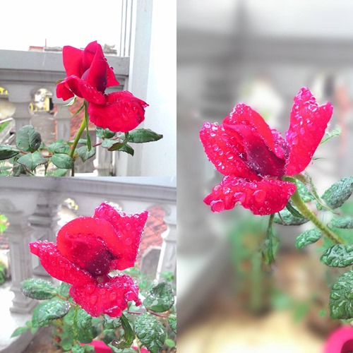 Vườn hoa ban công cô gái nhỏ trồng tặng mẹ đã khuất - 5