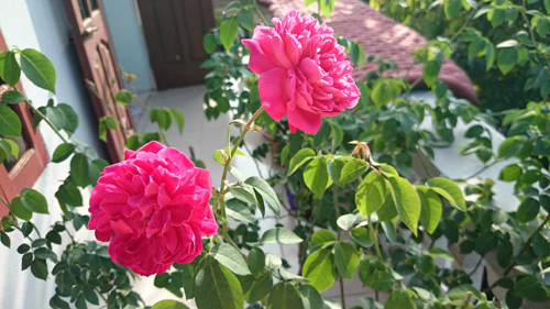 Vườn hoa ban công cô gái nhỏ trồng tặng mẹ đã khuất - 2