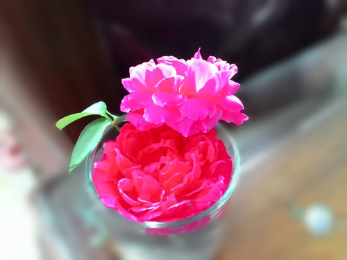 Vườn hoa ban công cô gái nhỏ trồng tặng mẹ đã khuất - 4