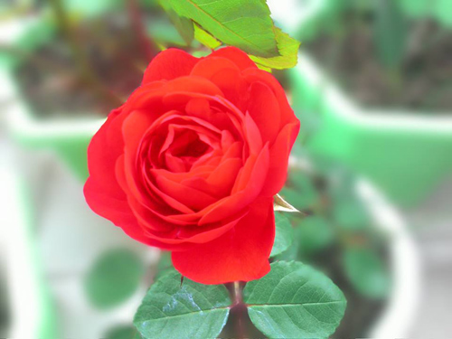 Vườn hoa ban công cô gái nhỏ trồng tặng mẹ đã khuất - 6