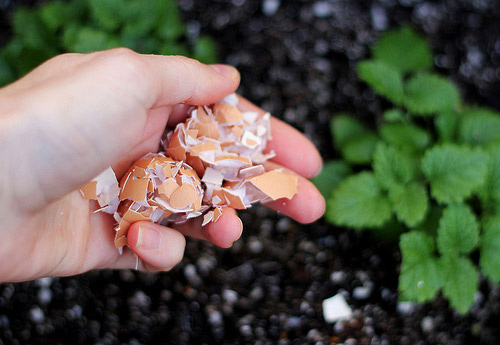 Bí quyết trừ sâu vườn nhà dễ ợt từ gừng, ớt, tỏi - 3