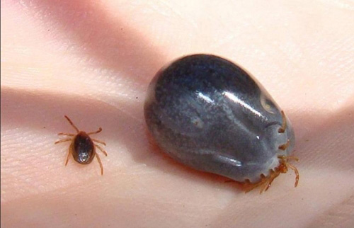 Cẩn thận loài bọ chét quot;đào hangquot; trên da người - 1