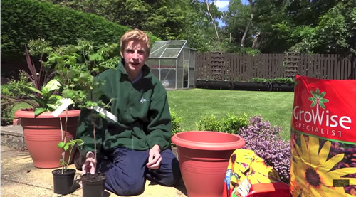 Trồng mâm xôi đơn giản cho trái ngọt mùa hè - 6