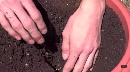 Trồng mâm xôi đơn giản cho trái ngọt mùa hè - 8