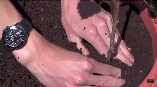 Trồng mâm xôi đơn giản cho trái ngọt mùa hè - 9