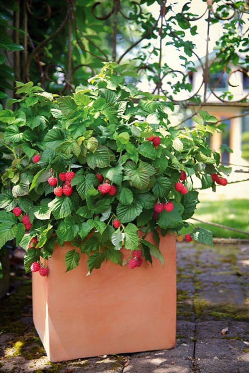 Trồng mâm xôi đơn giản cho trái ngọt mùa hè - 7