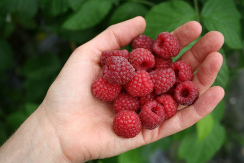 Trồng mâm xôi đơn giản cho trái ngọt mùa hè - 2