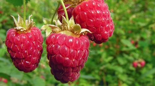 Trồng mâm xôi đơn giản cho trái ngọt mùa hè - 5