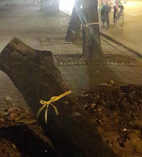 Xúc động bố HN và con trai thắt nơ cho cây trước khi bị chặt - 5