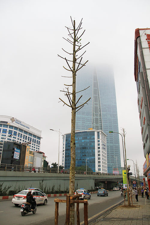 Đốn cây trên đường Nguyễn Chí Thanh trước khi có #039;lệnh#039; dừng chặt hạ - 11