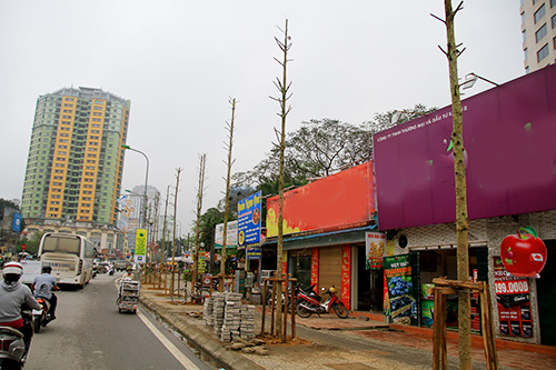 Đốn cây trên đường Nguyễn Chí Thanh trước khi có #039;lệnh#039; dừng chặt hạ - 9