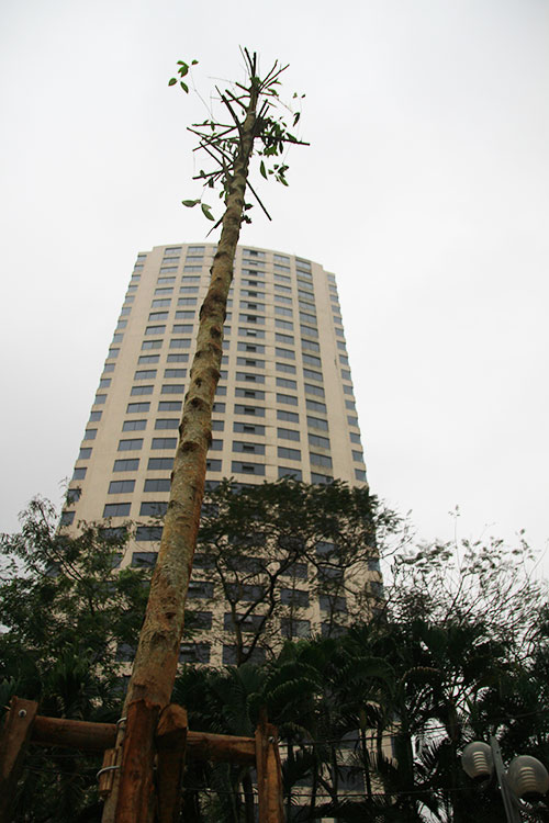 Đốn cây trên đường Nguyễn Chí Thanh trước khi có #039;lệnh#039; dừng chặt hạ - 10