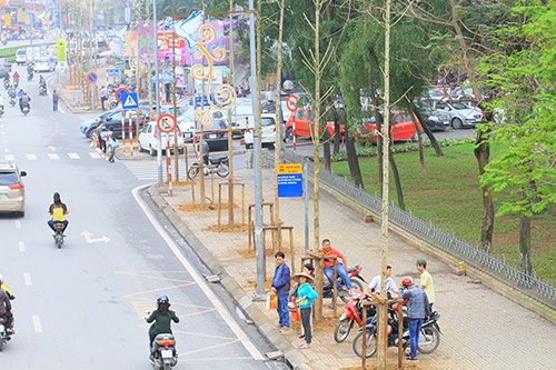 Đốn cây trên đường Nguyễn Chí Thanh trước khi có #039;lệnh#039; dừng chặt hạ - 5