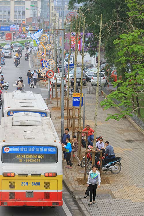 Đốn cây trên đường Nguyễn Chí Thanh trước khi có #039;lệnh#039; dừng chặt hạ - 6