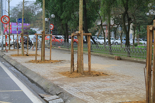 Đốn cây trên đường Nguyễn Chí Thanh trước khi có #039;lệnh#039; dừng chặt hạ - 8