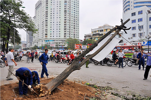 Đốn cây trên đường Nguyễn Chí Thanh trước khi có #039;lệnh#039; dừng chặt hạ - 1