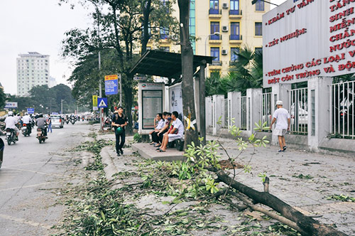 Đốn cây trên đường Nguyễn Chí Thanh trước khi có #039;lệnh#039; dừng chặt hạ - 3