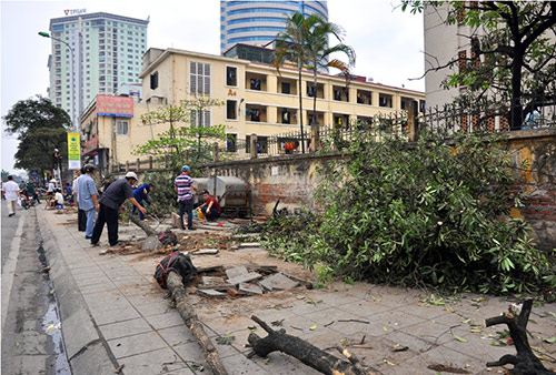 Đốn cây trên đường Nguyễn Chí Thanh trước khi có #039;lệnh#039; dừng chặt hạ - 2