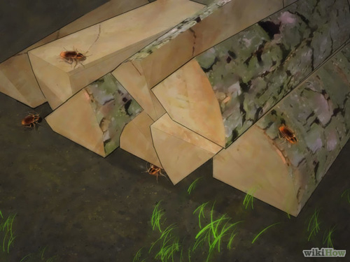 4 bước an toàn mà hiệu quả cho nhà sạch bóng gián - 9