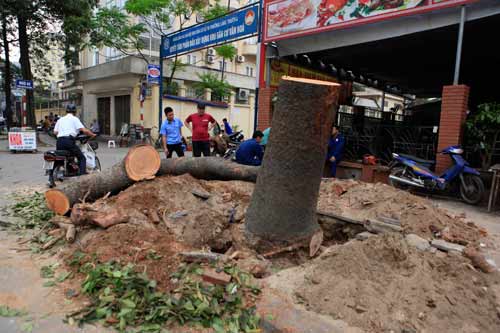 Chặt 6.700 cây xanh: Hà Nội chốt ngày “trả nợ” 21 câu hỏi - 1